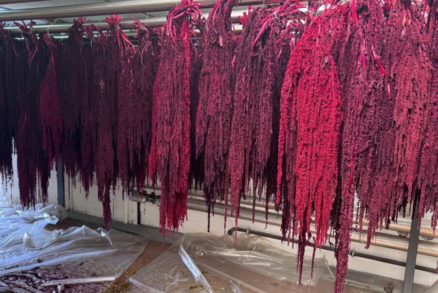 Vegetación preservada de color magenta suspendida en el taller