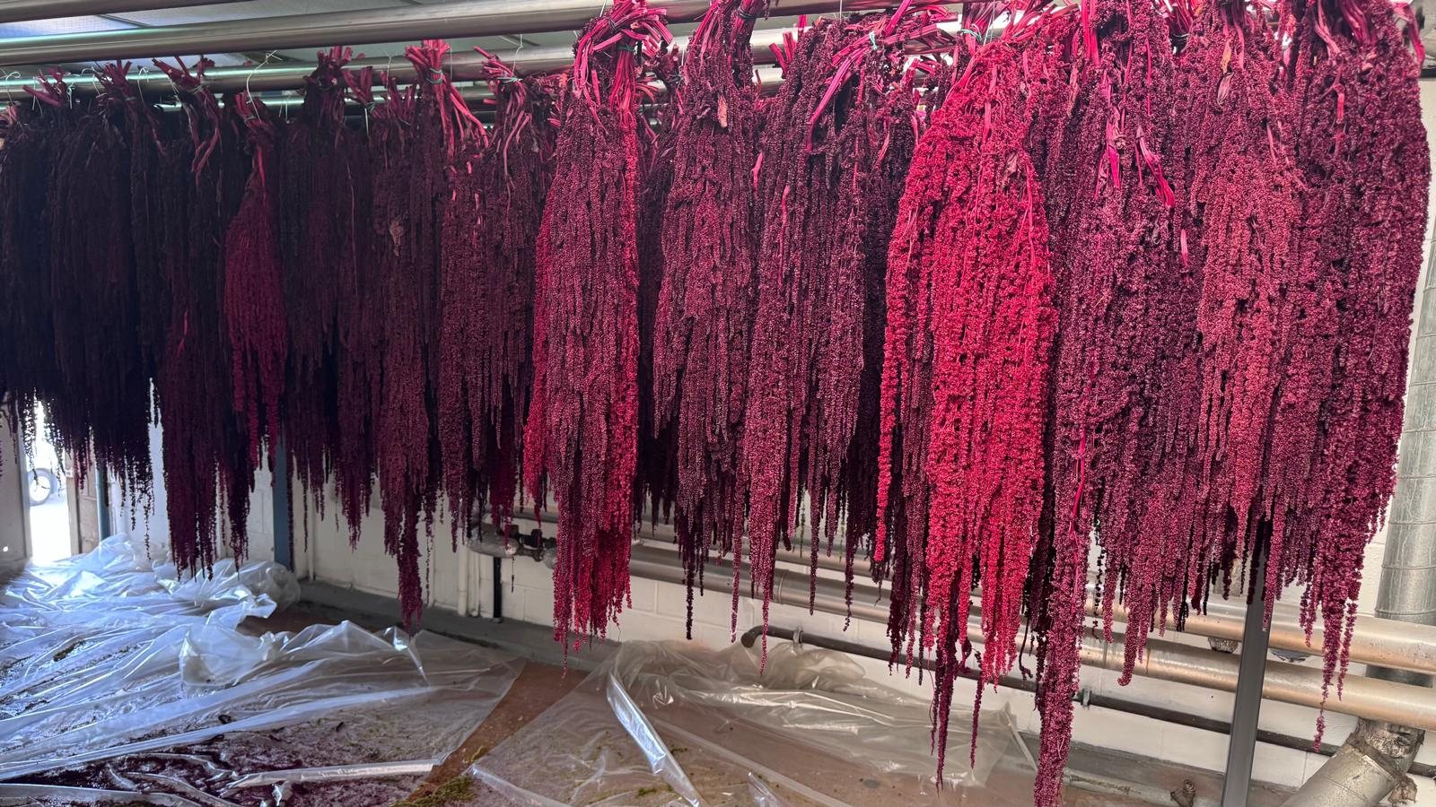 Vegetación preservada de color magenta suspendida en el taller